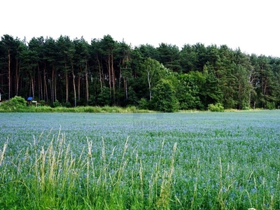 Działka usługowa Zalasewo