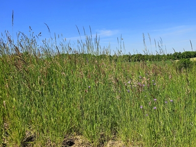 Przestronna działka 49a Okocim - Tarnów 33km