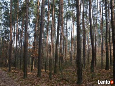 KOMPLEKS LEŚNY Z GRUNTEM ROLNYM 4,07ha - BLISKO MIASTA