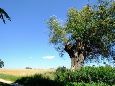 Działka budowlana Kampinos