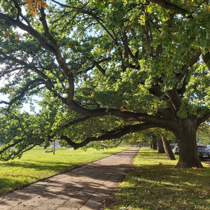 Szczecin, Wały Chrobrego, Jarowita