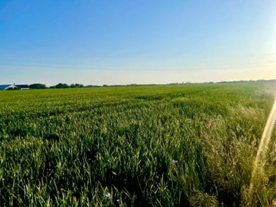 Działka budowlana, ul. Czereśniowa