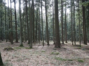 Działka Sprzedaż Budzów, Polska