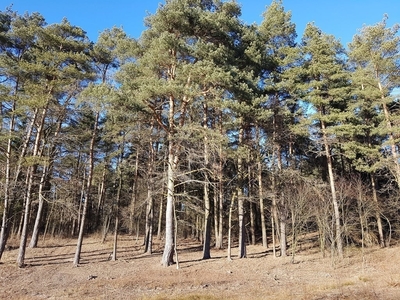 Działka budowlana Osowicze