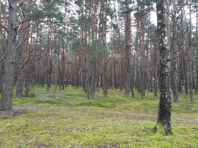 Działka na sprzedaż, Wyszkowski, Popowo-Letnisko