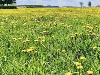 Działka rolna Gryfice