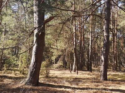 Las działka leśna drzewo