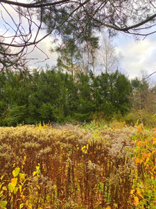 Pruszkowski, Nadarzyn, Strzeniówka