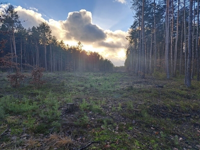 Działka leśna Ołdaki