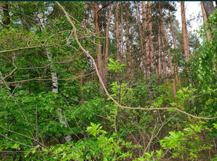 działka budowlana Parcice gmina Czastary powiat Wieruszowski