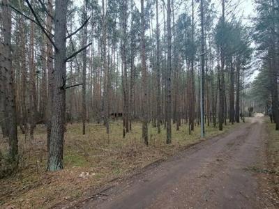 Działka budowlana położona w leśnym kompleksie.