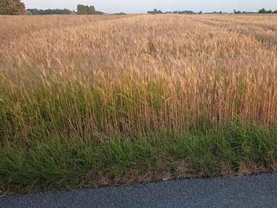 Działka budowlana Stoczek