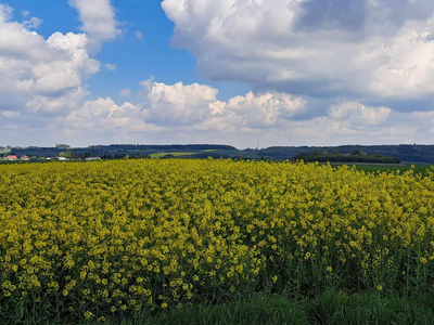 Krakowski, Skała, Przybysławice