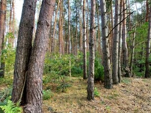 Działka leśna Klonownica Mała