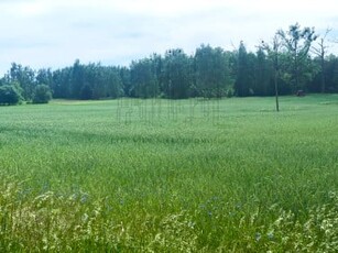 Działka rolno-budowlana Lubiąż