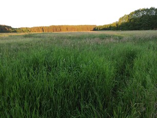 Wiewiórowo – duże działki budowlane w lesie, nad rzeką