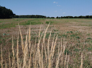 Tarnogórski, Zbrosławice