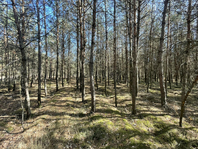 Działka rolna Paulinów gm. Przykona,