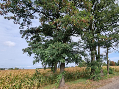 grodziski, Baranów