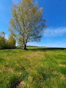 Działka rolna w Radomicach 0,3 ha