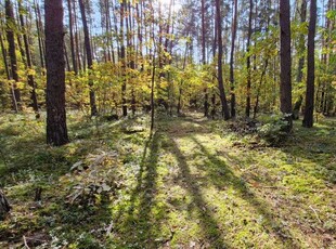 Wilga, działka 2552m2, ul. Jodłowa