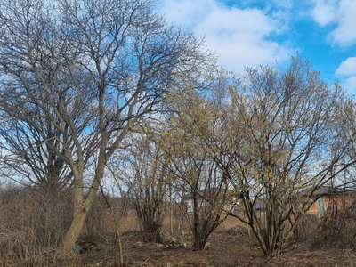 Dąbrowa Górnicza, Ząbkowice