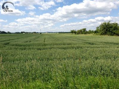 Działka rolno-budowlana Pierzchów