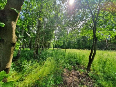 Działka budowlana Pogorzel gm. Celestynów, al. Leśna