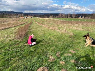 DOM, 350m, 3.74ha, ZAKLICZYN n/d Dunajcem