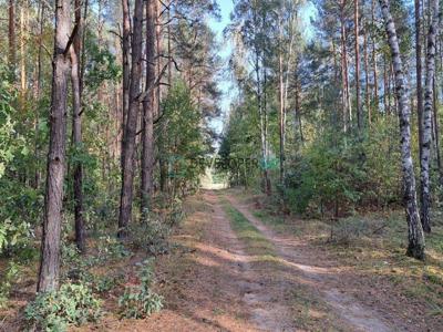 Działka leśna Różan