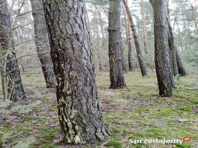 Las 2,95h Kierzenko, gmina Kępno, woj. Wielkopolskie