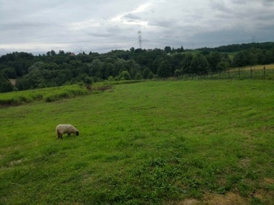 Działka rolno-budowlana Błonie