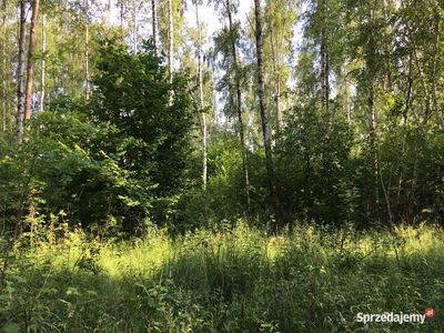 Puszcza Białowieska, Teremiski, budowlana 6.000 m2