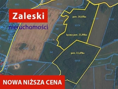 Działka leśna - w przyszłości drzewo tartaczne