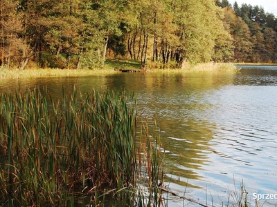 Mazury Stare Juchy działki w okolicach jeziora lasu.