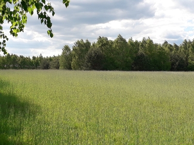 Działka rolna Miszewo Wielkie