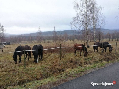 Sprzedam 1 ha działki rolnej z widokiem na Góry Izerskie.