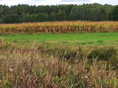 Sprzedam działkę rolno-budowlaną w Pawłach. 3,18 ha,