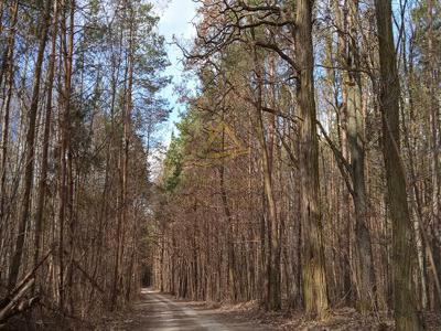 Działka rekreacyjna Ojrzanów gm. Żabia Wola