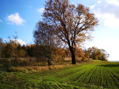 Działka budowlana Pisarzowice