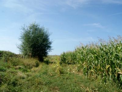 Działka Stare Bogaczowice