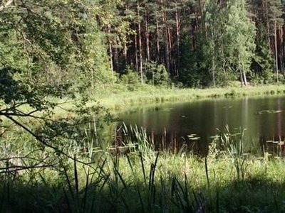 Żabinek działka z linią brzegową nad jez. Busko