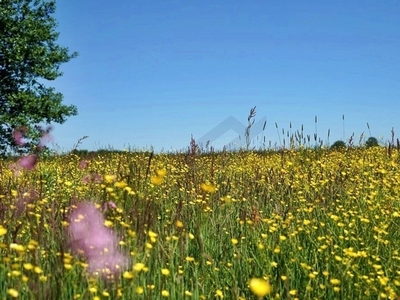 Działka inna Sarbia