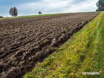 Dzierżawa gruntów ornych 75 ha