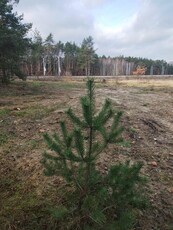 Wynajmę działkę gmina Radziejowice 2ha przy lesie