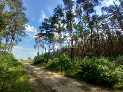 Działka leśna