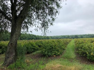 Działka na sprzedaż, żyrardowski, Karnice