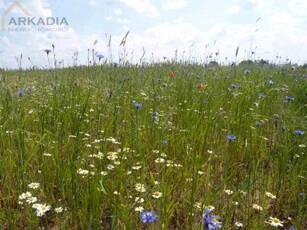 Działka siedliskowa Błogosławie