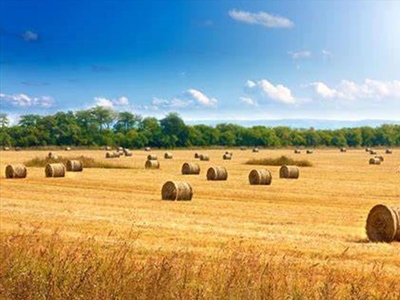 Działka na sprzedaż, Siedlecki, Sosnowe