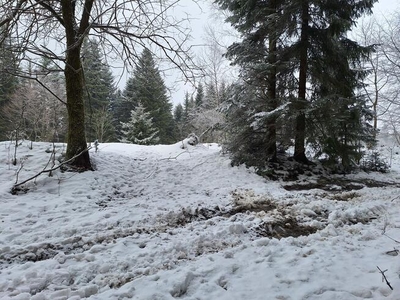 Działka w otoczeniu lasu - piękna polana!